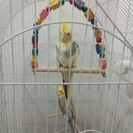 طوطی هلندی و گرینچیک