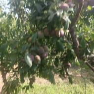 هرس بیل کود آره متور