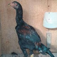 لاری پر مرغی