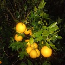 کارگری برای کندن تامسون