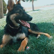 سگ ژرمن ورک نر و نگهبان تیز و بز