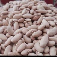 لوبیا کشاورزی