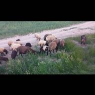 خریدار گوسفندوبز داشتی به صورت نقد وچکی