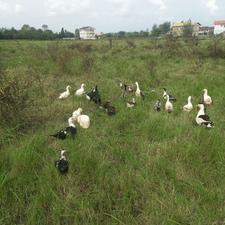 اردک محلی اصل