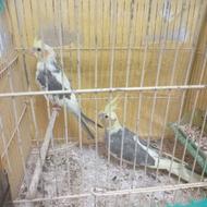 یه جفت طوطی برای فروش