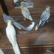 طوطی عروس نرو ماده .گل باقالی آهویی والبینو