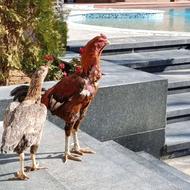 یک عدد خروس لاری