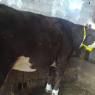 خرید و فروش انواع گاو سیمینتال