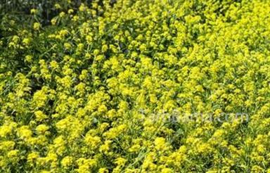 100 هکتار باغ میوهفروشی