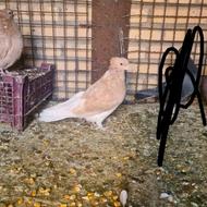 کبوتر فروشی