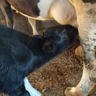 گاو گوساله ف