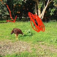 سلام یک عدد جوجه لاری خروس تخفیف هم داره فوری