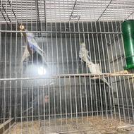 مرغ عشق پروانه ای