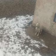 واگذاری سگ سرابی.نگهبان