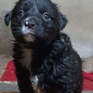 واگذار توله سگ پا کوتاه ساعت پاسخگویی:1 بعد از ظهر تا7غروب