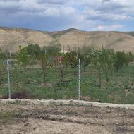 فروش هزار متر زمین با سند تک برگ با نهال کاری شده