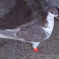 کبوتر ساده چادری