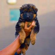 واگذار توله ژرمن مو بلند سگ پلیس