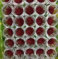 زعفران درجه یک و عالی و صادراتی