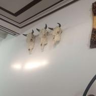 جمجمه سر گاومیش