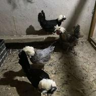 مرغو خروس لهستانی 1 خروس 3 مرغ