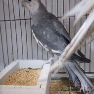 طوطی نر وایت فیس