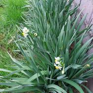 فروش گل شهلا یا همان نرگس