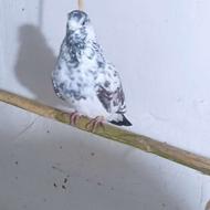 کبوتر یا کفتر پرشی