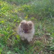 توله پامر خرسی 60روزه واگذاری