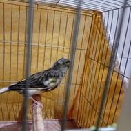 قناری ماده برای جفت گیری بدون قفس