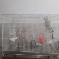 فروش دو تا عروس هلندی