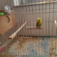 مرغ عشق پروانه ای