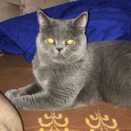 گربه بریتیش