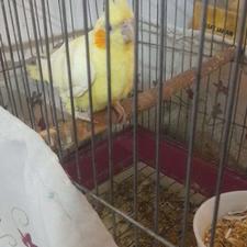 عروس هلندی ماده