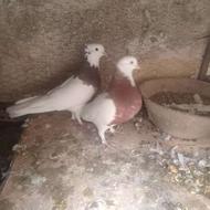 دوجفت کبوتر طوقی مهر