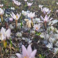 فروش شیره انگور و خرما