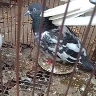 چند عدد کبوتر یا کفتر معاوضه