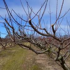 هرس باغ میوه و انگور