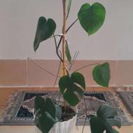 گل های آپارتمانی