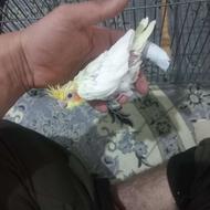 جوجه عروس لوتینو برزلی سخنگو رقاص گرنچیک نر دستی