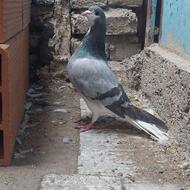 کبوتر خرقه نر