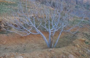 ملک انجیر پلنگان