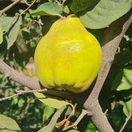 انواع ریشه و نهال