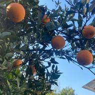 پرتقال تامسون سره باغ