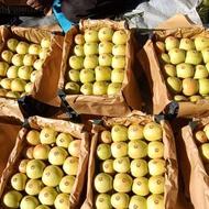 سیب کوهستان حدود 6تن کە نصفش بیشتر سفید و مابقی قرمز رنگ