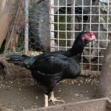 مرغ لاری اصیل