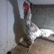 خروس لاری آماده