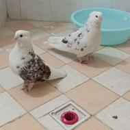 کبوتر. پا پری