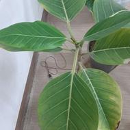 گل با گلدان