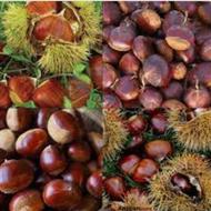 انواع نهال بادام